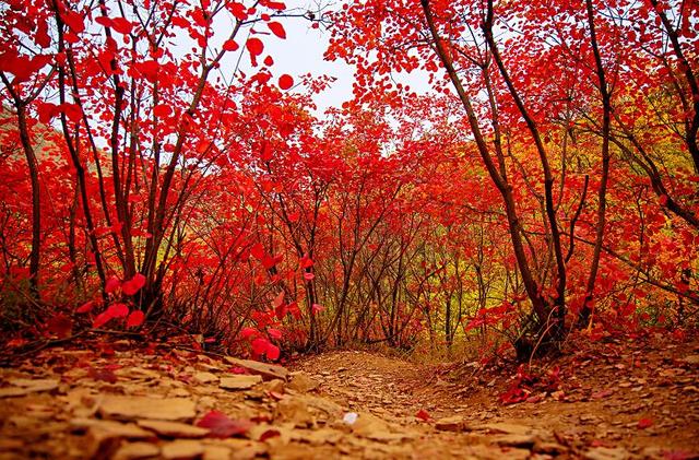赏红叶,正当时!禹州鸠山迎来了最美的时节~ 赏红叶,正当时!禹州鸠山迎来了最美的时节~