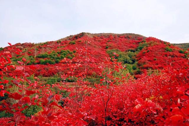 赏红叶,正当时!禹州鸠山迎来了最美的时节~ 赏红叶,正当时!禹州鸠山迎来了最美的时节~