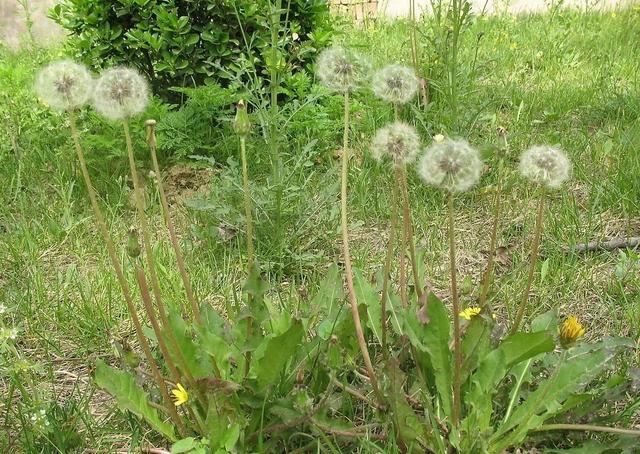 药王孙思邈丨公英拔毒 药王孙思邈丨公英拔毒