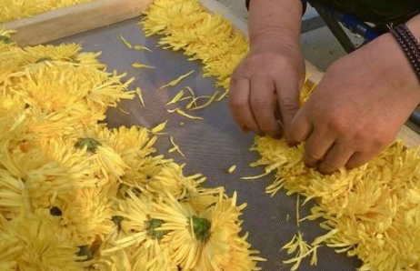 一斤卖六百!禹州这里开满了“金”花 一斤卖六百!禹州这里开满了“金”花