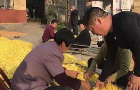 一斤卖六百!禹州这里开满了“金”花 一斤卖六百!禹州这里开满了“金”花
