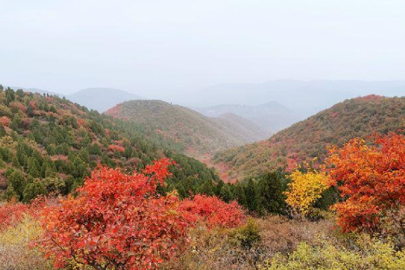 禹州这个村战胜荒山36座! 禹州这个村战胜荒山36座!