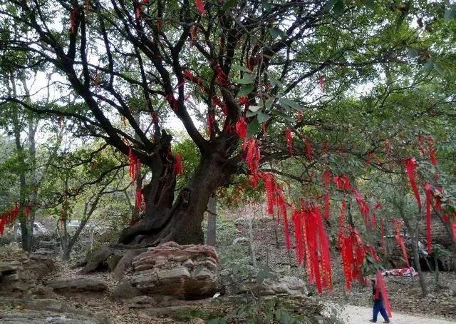 禹州有处“桃花源”!村子藏在深山中 禹州有处“桃花源”!村子藏在深山中