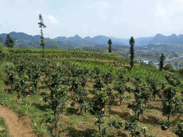 黄梨免费送!禹州建业春天里助农行动暖心来袭! 黄梨免费送!禹州建业春天里助农行动暖心来袭!