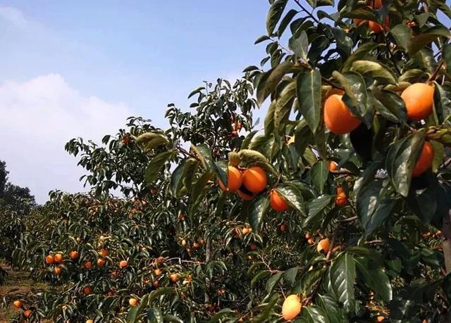 禹州刘门村:脱贫柿子 让这里的乡亲笑开颜 禹州刘门村:脱贫柿子 让这里的乡亲笑开颜