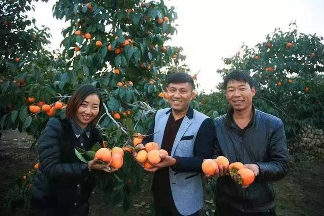 禹州刘门村:脱贫柿子 让这里的乡亲笑开颜 禹州刘门村:脱贫柿子 让这里的乡亲笑开颜