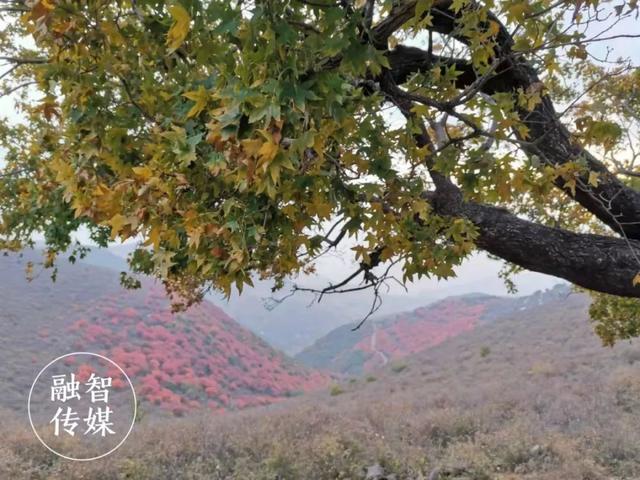 磨街乡关庙村百年红枫立山脊 静待霜降换红装 磨街乡关庙村百年红枫立山脊 静待霜降换红装