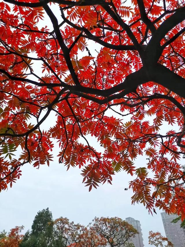 禹州恒达阳光城:顺着时光寻秋去 冬月馋秋回眸颍河秋令 禹州恒达阳光城:顺着时光寻秋去 冬月馋秋回眸颍河秋令