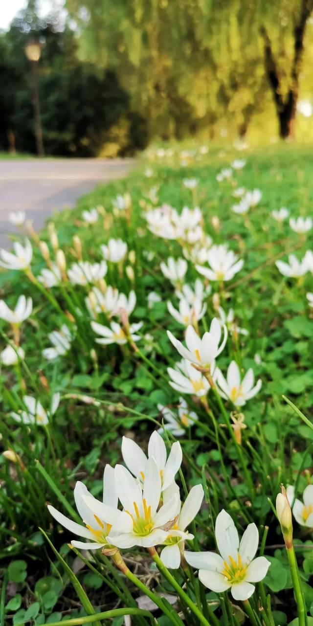 禹州恒达阳光城:顺着时光寻秋去 冬月馋秋回眸颍河秋令 禹州恒达阳光城:顺着时光寻秋去 冬月馋秋回眸颍河秋令