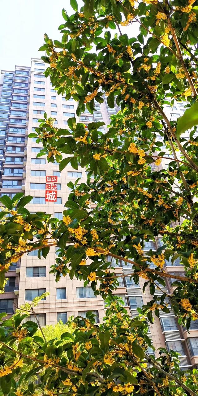 禹州恒达阳光城:顺着时光寻秋去 冬月馋秋回眸颍河秋令 禹州恒达阳光城:顺着时光寻秋去 冬月馋秋回眸颍河秋令