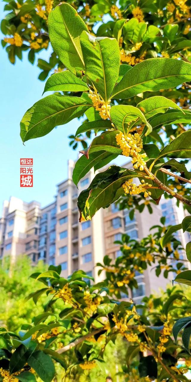 禹州恒达阳光城:顺着时光寻秋去 冬月馋秋回眸颍河秋令 禹州恒达阳光城:顺着时光寻秋去 冬月馋秋回眸颍河秋令