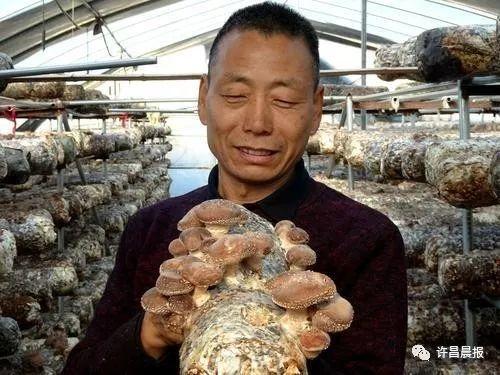禹州常门村香菇和花菇都变成“金菇”! 禹州常门村香菇和花菇都变成“金菇”!