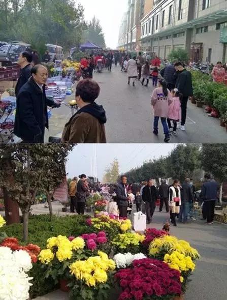 禹州商博城狗市 老一辈人的热衷之地! 禹州商博城狗市 老一辈人的热衷之地!