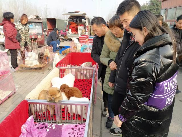 禹州商博城狗市 老一辈人的热衷之地! 禹州商博城狗市 老一辈人的热衷之地!
