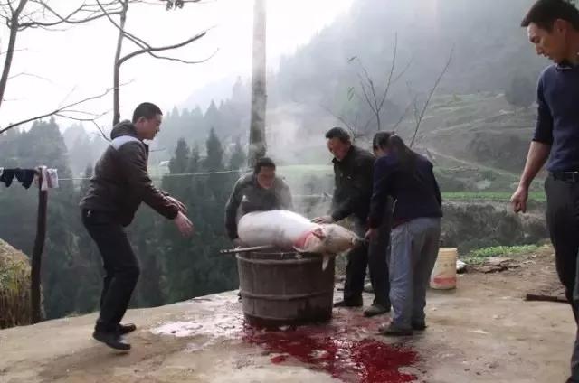 禹州农村办席,还记得那些招牌菜吗 禹州农村办席,还记得那些招牌菜吗