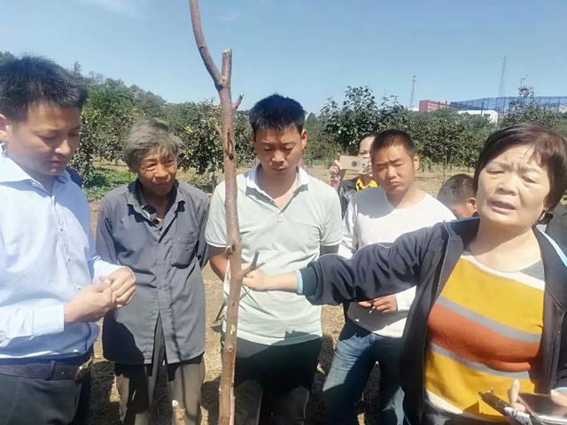 禹州市磨街乡刘门村尖柿,甜蜜的乡情 禹州市磨街乡刘门村尖柿,甜蜜的乡情