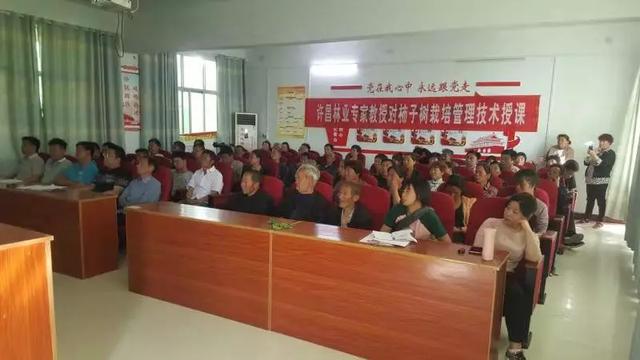 禹州市磨街乡刘门村尖柿,甜蜜的乡情 禹州市磨街乡刘门村尖柿,甜蜜的乡情