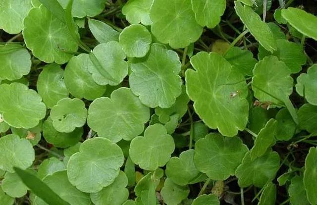 孙思邈医药典故丨钱草化石 孙思邈医药典故丨钱草化石