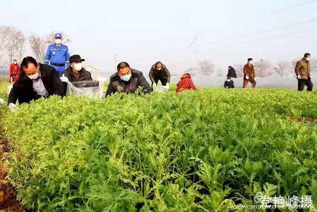 危机时刻禹州菜农共产党员孙长安献大爱 危机时刻禹州菜农共产党员孙长安献大爱