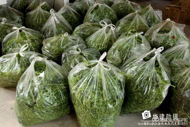 危机时刻禹州菜农共产党员孙长安献大爱 危机时刻禹州菜农共产党员孙长安献大爱