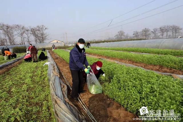 危机时刻禹州菜农共产党员孙长安献大爱 危机时刻禹州菜农共产党员孙长安献大爱
