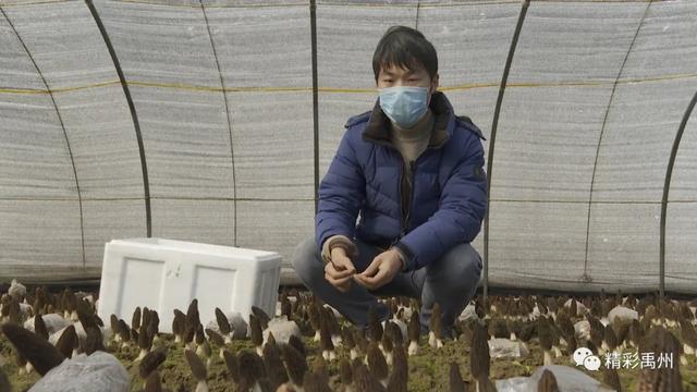 禹州顺店镇下毋村第二批鲜羊肚菌成熟了,小编喊你来尝鲜! 禹州顺店镇下毋村第二批鲜羊肚菌成熟了,小编喊你来尝鲜!