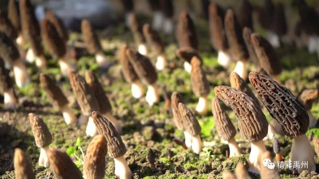 禹州顺店镇下毋村第二批鲜羊肚菌成熟了,小编喊你来尝鲜! 禹州顺店镇下毋村第二批鲜羊肚菌成熟了,小编喊你来尝鲜!