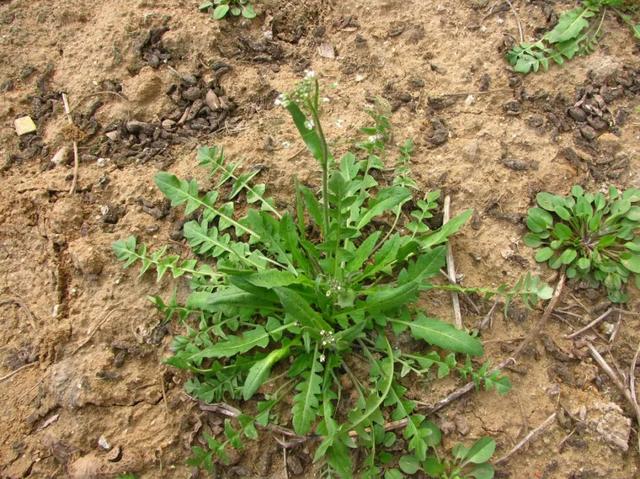 禹州鸠山野菜能成宴 禹州鸠山野菜能成宴