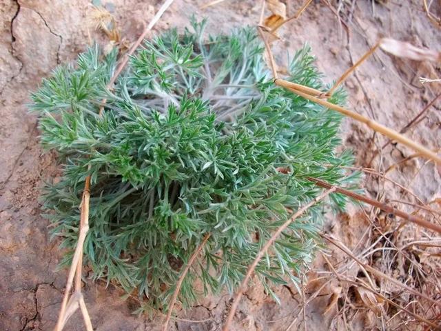 禹州鸠山野菜能成宴 禹州鸠山野菜能成宴