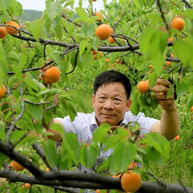 亲爱的朋友,请收下禹州鸠山大山深处的杏花之约! 亲爱的朋友,请收下禹州鸠山大山深处的杏花之约!