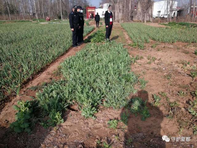 禹州民警在郭连镇的一片菜地里发现了一个“秘密” 禹州民警在郭连镇的一片菜地里发现了一个“秘密”