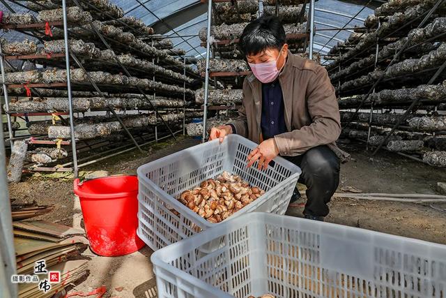 禹州市磨街乡常门村蘑菇种植复工复产 禹州市磨街乡常门村蘑菇种植复工复产