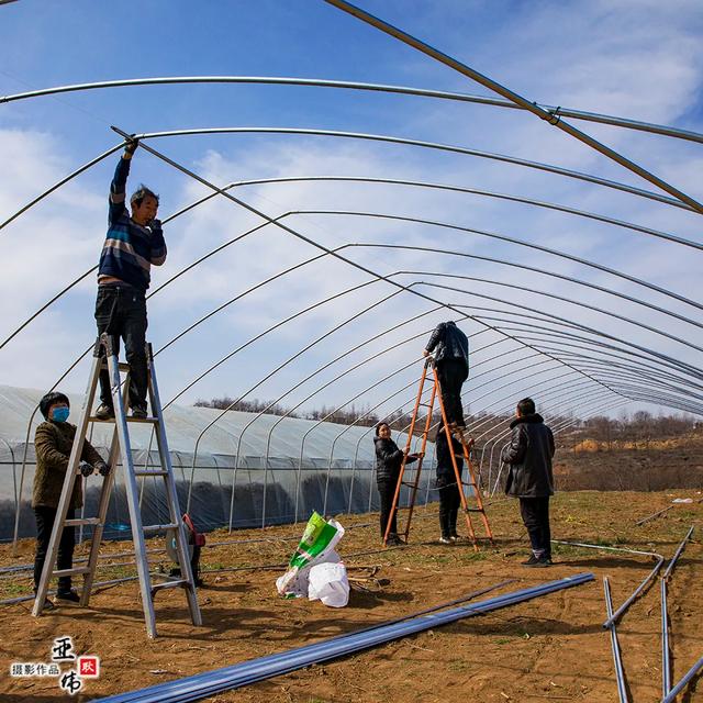禹州市磨街乡常门村蘑菇种植复工复产 禹州市磨街乡常门村蘑菇种植复工复产