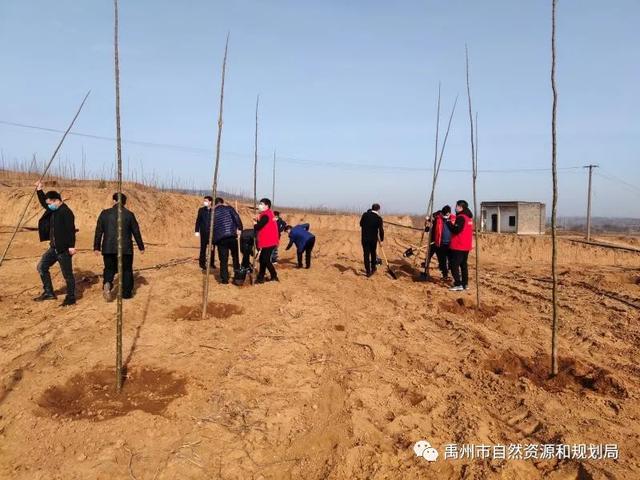 禹州市自然资源和规划局开展义务植树活动 禹州市自然资源和规划局开展义务植树活动