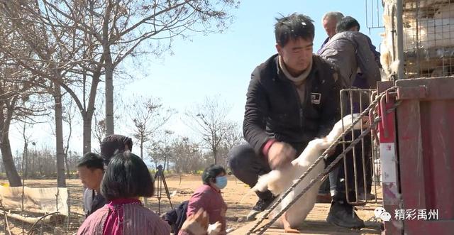 鹅鹅鹅!昨天禹州这群鹅去了千里之外... 鹅鹅鹅!昨天禹州这群鹅去了千里之外...