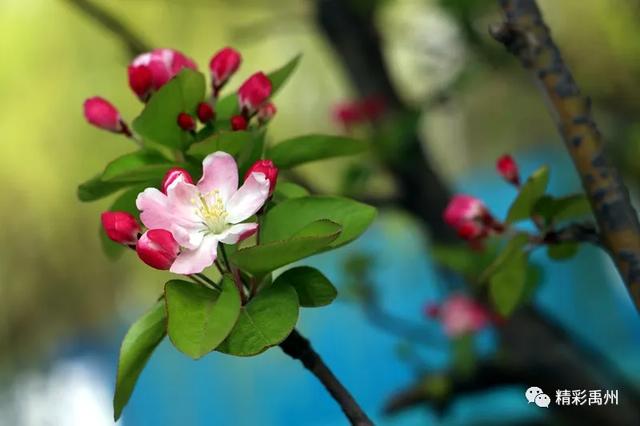 禹州市区的海棠花开了,请收下这组美图 禹州市区的海棠花开了,请收下这组美图