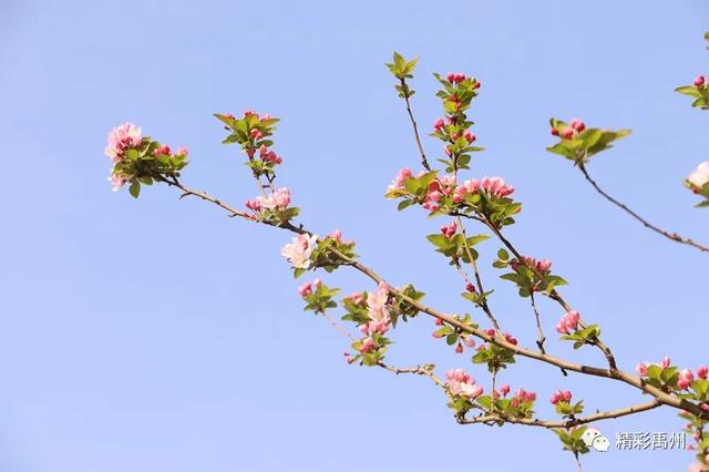 禹州市区的海棠花开了,请收下这组美图 禹州市区的海棠花开了,请收下这组美图