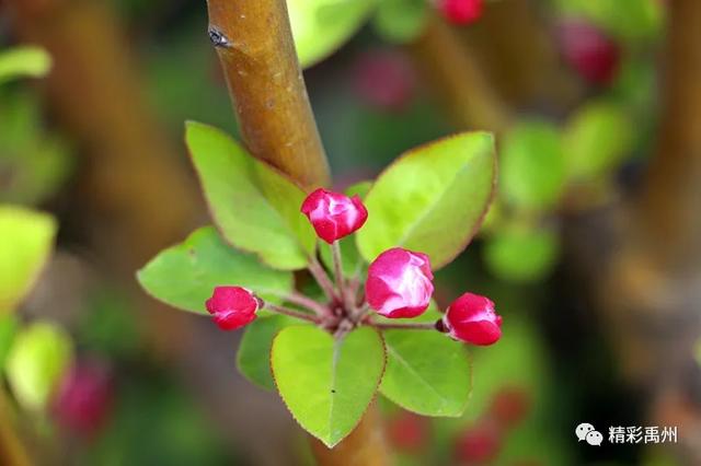 禹州市区的海棠花开了,请收下这组美图 禹州市区的海棠花开了,请收下这组美图