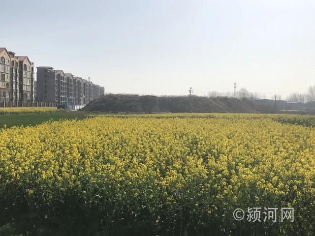 禹州颍云大桥项目有最新进展！颍北大道西延伸段已开工修建！