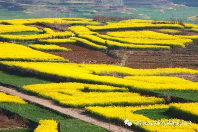 禹州市旅游局:一起相约方山油菜花海! 禹州市旅游局:一起相约方山油菜花海!