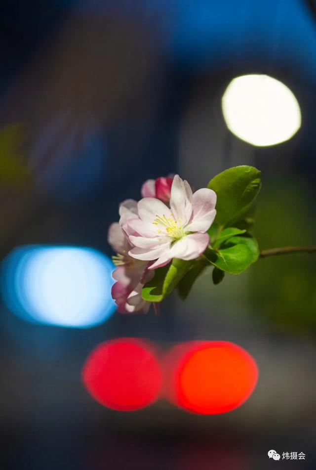 禹州市旅游局:炜摄会应是绿肥红瘦 夜海棠一组 禹州市旅游局:炜摄会应是绿肥红瘦 夜海棠一组
