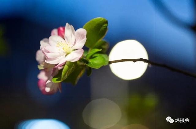 禹州市旅游局:炜摄会应是绿肥红瘦 夜海棠一组 禹州市旅游局:炜摄会应是绿肥红瘦 夜海棠一组