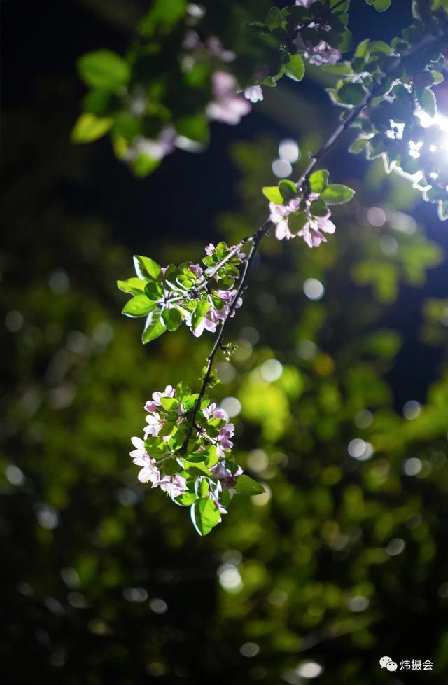 禹州市旅游局:炜摄会应是绿肥红瘦 夜海棠一组 禹州市旅游局:炜摄会应是绿肥红瘦 夜海棠一组