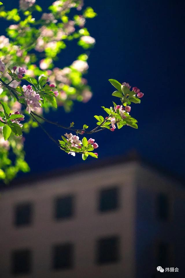 禹州市旅游局:炜摄会应是绿肥红瘦 夜海棠一组 禹州市旅游局:炜摄会应是绿肥红瘦 夜海棠一组