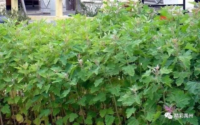 禹州瓦店遗址发现大量植物种子 看看5000年前的人都吃的什么远古时期 古人一般都吃什么呢? 印象中,古人都是靠打猎为生,其实除了打猎之外,古人还会吃一些蔬菜,那么到底远古人类都吃些 禹州瓦店遗址发现大量植物种子 看看5000年前的人都吃的什么远古时期 古人一般都吃什么呢? 印象中,古人都是靠打猎为生,其实除了打猎之外,古人还会吃一些蔬菜,那么到底远古人类都吃些
