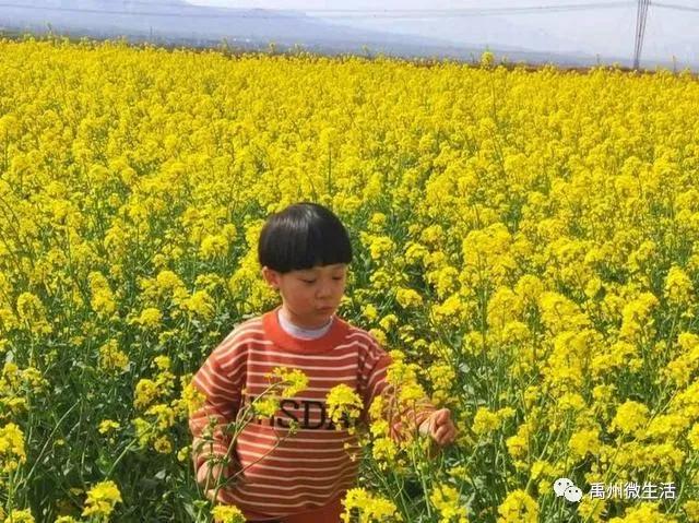 禹州朱阁:千亩油菜花海 争相怒放 禹州朱阁:千亩油菜花海 争相怒放