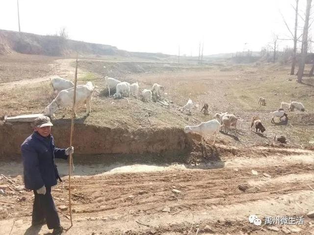 禹州朱阁:千亩油菜花海 争相怒放 禹州朱阁:千亩油菜花海 争相怒放