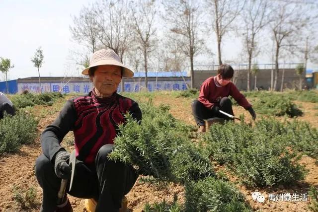 禹州朱阁:千亩油菜花海 争相怒放 禹州朱阁:千亩油菜花海 争相怒放
