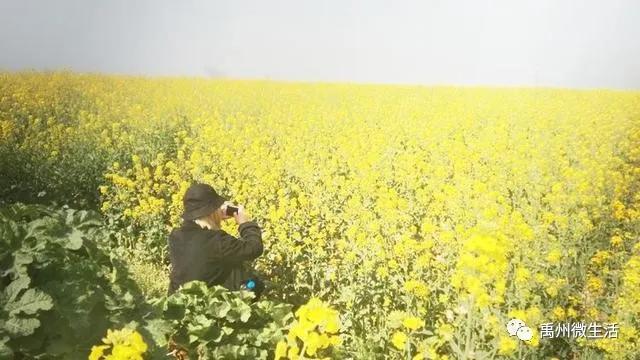 禹州朱阁:千亩油菜花海 争相怒放 禹州朱阁:千亩油菜花海 争相怒放