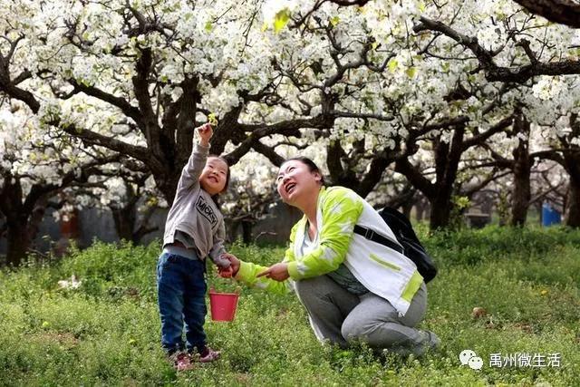 禹州朱阁:千亩油菜花海 争相怒放 禹州朱阁:千亩油菜花海 争相怒放